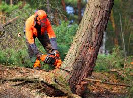 How Our Tree Care Process Works  in Remerton, GA